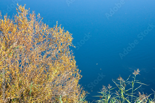 Golden foliage of a tree on a background of blue river water in a sunny day. Green leaves of bulrush and yellow leaves of a tree in autumn near the water.
