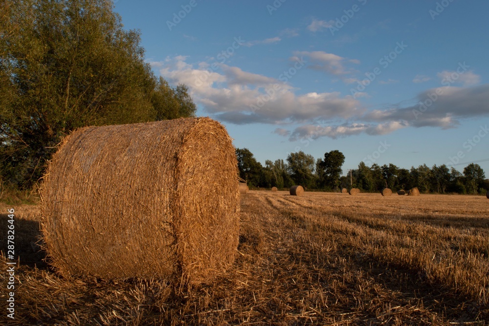 rolls of hay in the farm fields, seen glowing in the summer sunshine 
