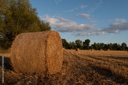 Obraz na płótnie rolls of hay in the farm fields, seen glowing in the summer sunshine w salonie