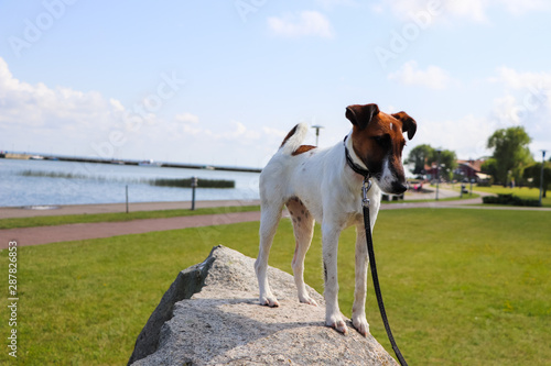 dog 