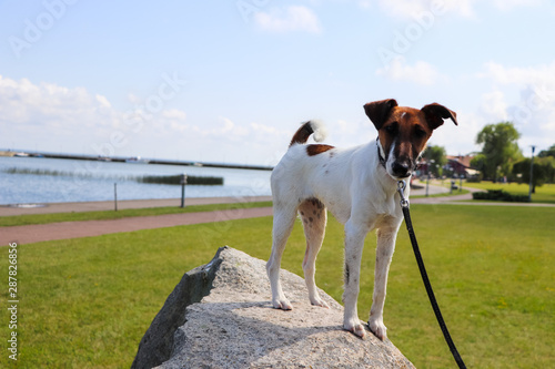 dog 