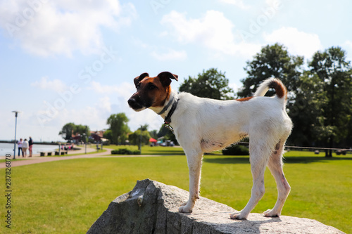 Smooth fox terrier dog standing on a stone
