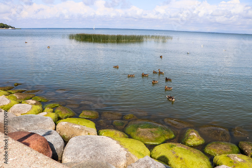 ducks in water