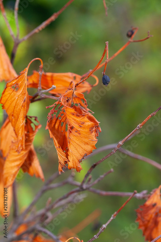 An orange dead leaf in Autumn