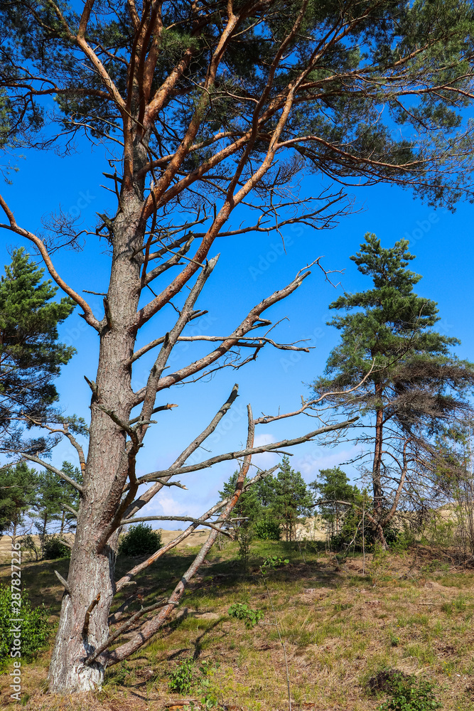 Obraz premium tree in the forest
