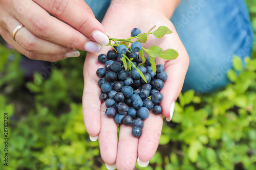 fresh blackberries on the hand of a young girl