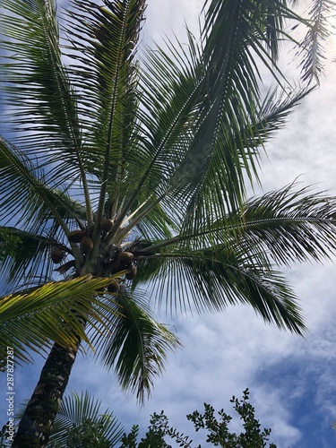 palm tree on background of blue sky