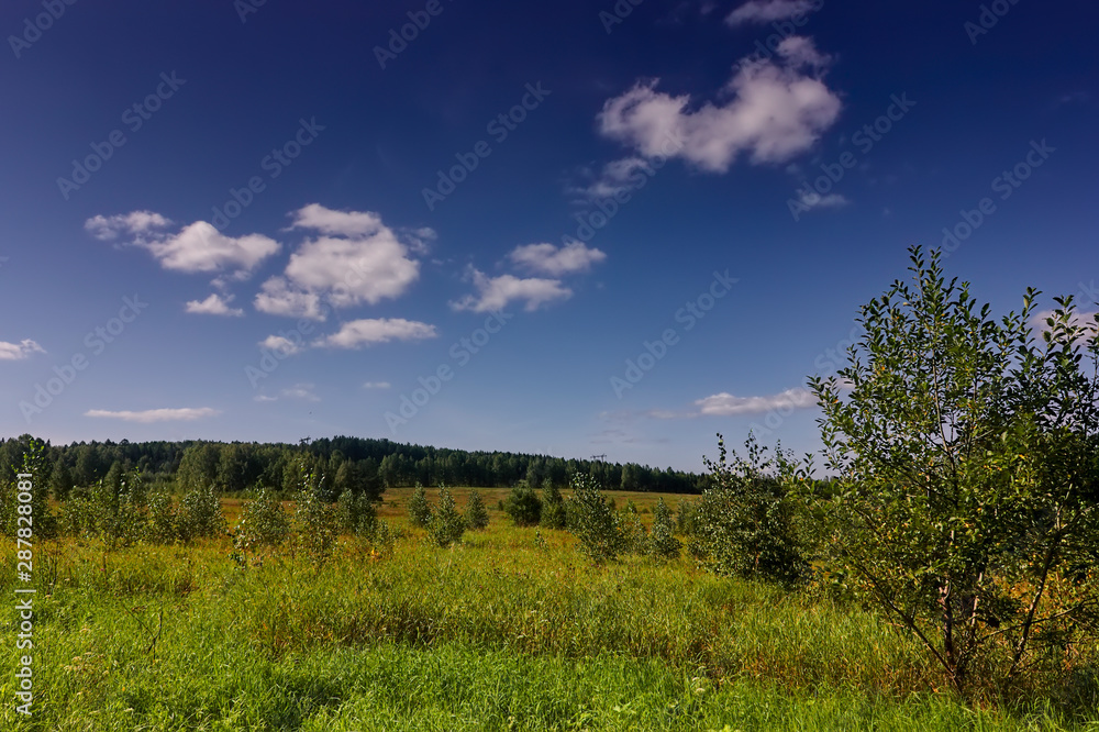 Fototapeta premium Summer meadow landscape with grass and wild flowers on the background of a forest.
