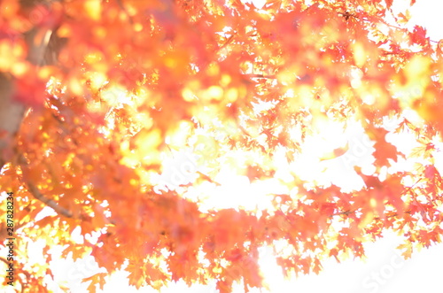 Red Leaf Fall background