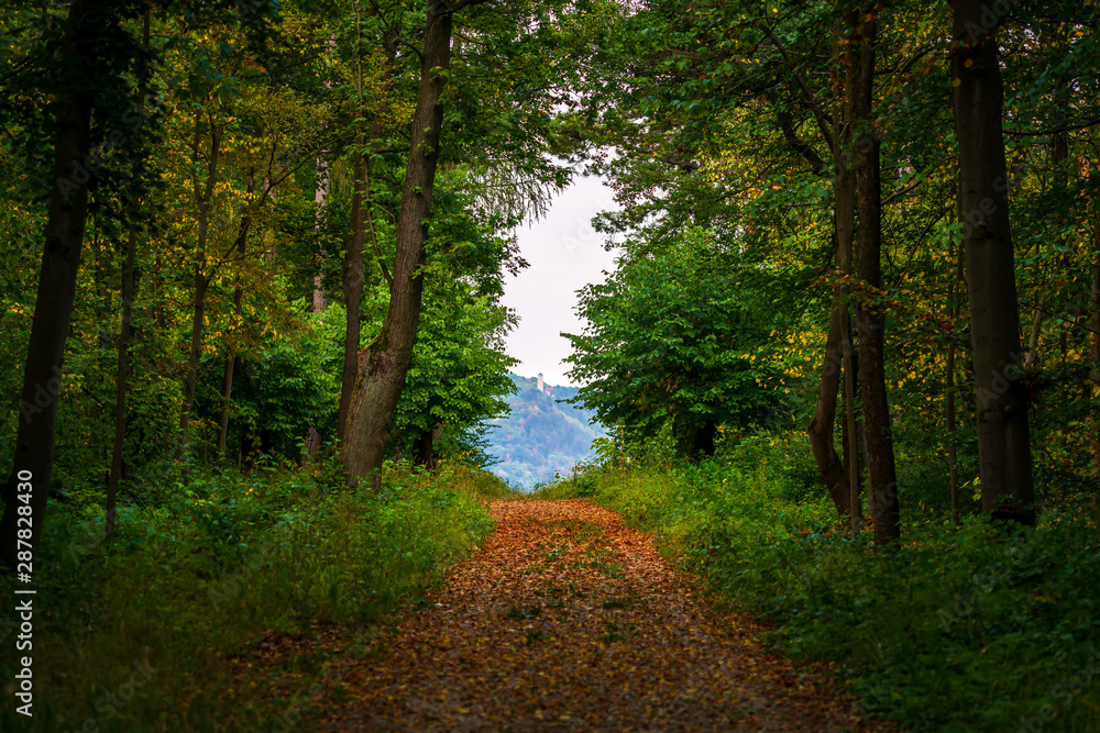 Fototapeta premium Path with autumn foliage and a green forest with view at the Fuchsturm in Jena