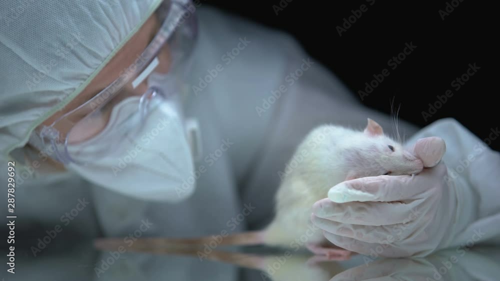 Conjoined Rats Hgh Testing Lab worker screening rat behavior after experiment, illegal animal ...