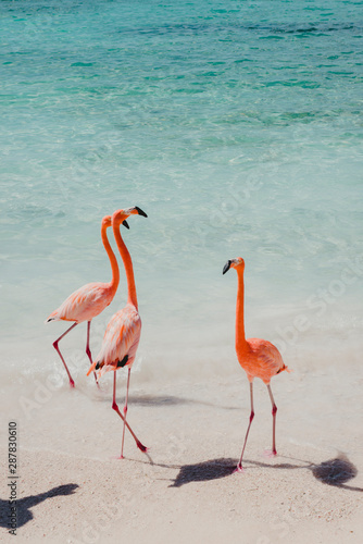 Pink flamingos in Aruba photo