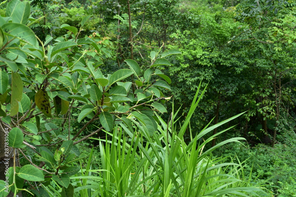 various green plants on the hill in shenzhen china various green plants on the hill in shenzhen china