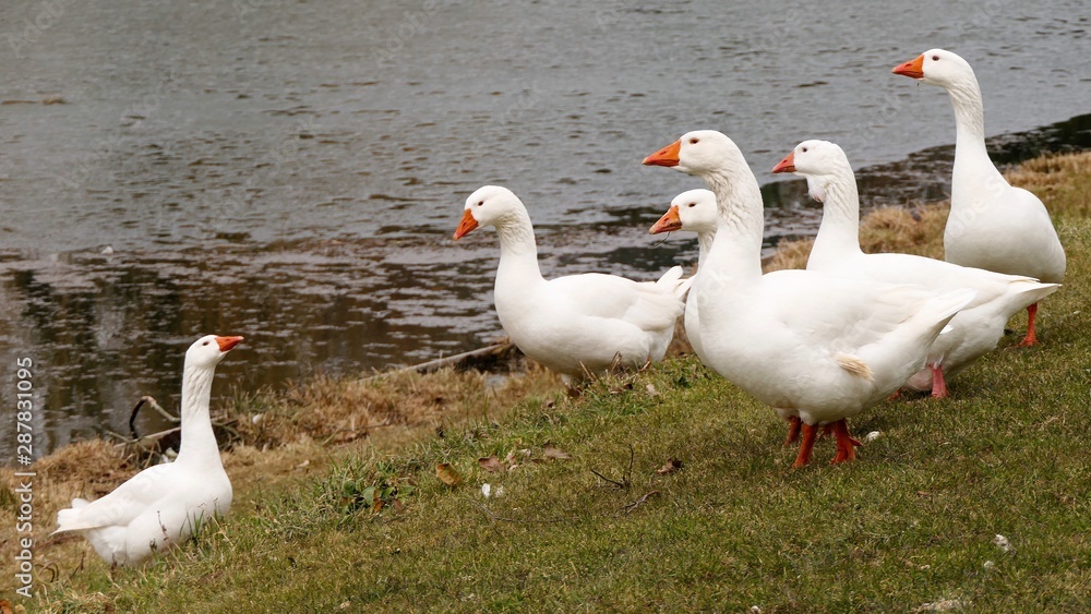 A flock of white geese, anser anser domesticus A flock of white geese, anser anser domesticus