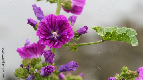 Close-up of a common mallow flowering