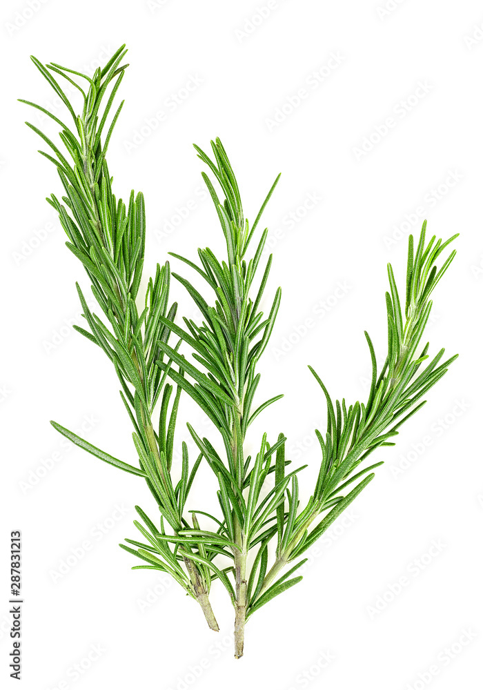 Fresh rosemary isolated over white background, top view.