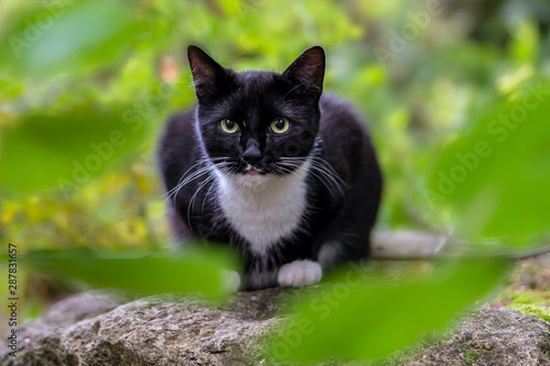 Black and white cat sitting on a stone between green leaves