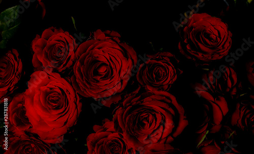 Faszinierende rote Rosen f  r Hintergr  nde  Flyer und Website-Hintergr  nde - Romantisch  Vintage   Rot auf schwarz