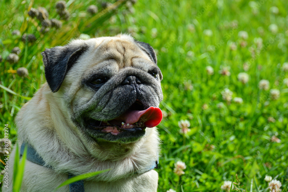 contented pug with tongue sticking out. On the grass in the park.