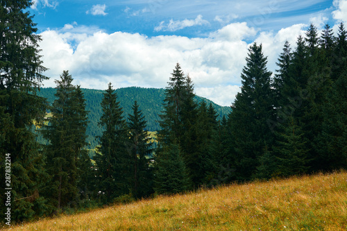 Beautiful summer landscape - spruces on hills, cloudy sky at bright sunny day. Carpathian mountains. Ukraine. Europe. Travel background. © soleg