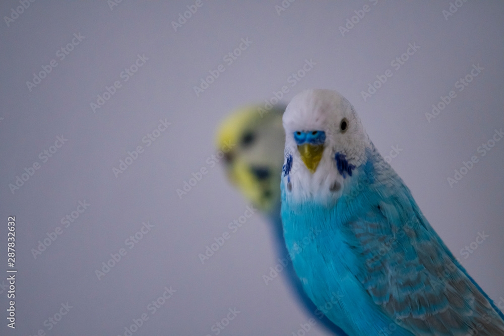 blue budgerigar with white had funny