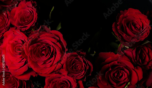 Faszinierende rote Rosen f  r Hintergr  nde  Flyer und Website-Hintergr  nde - Boho  Romantisch  Vintage  Rot auf schwarz
