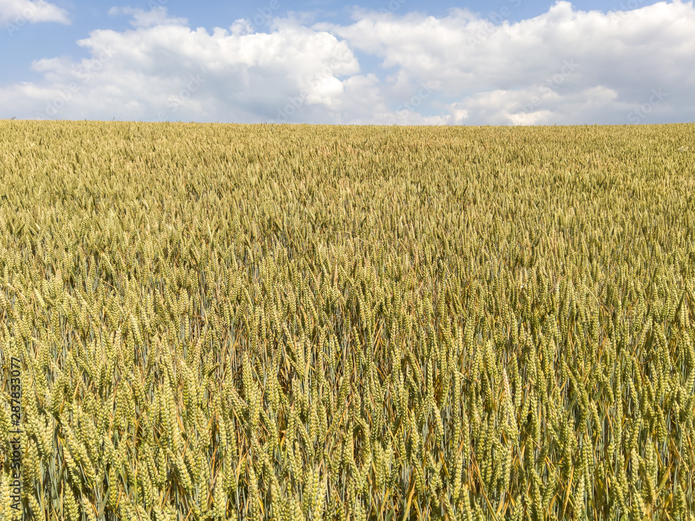 Fototapeta premium Wheat