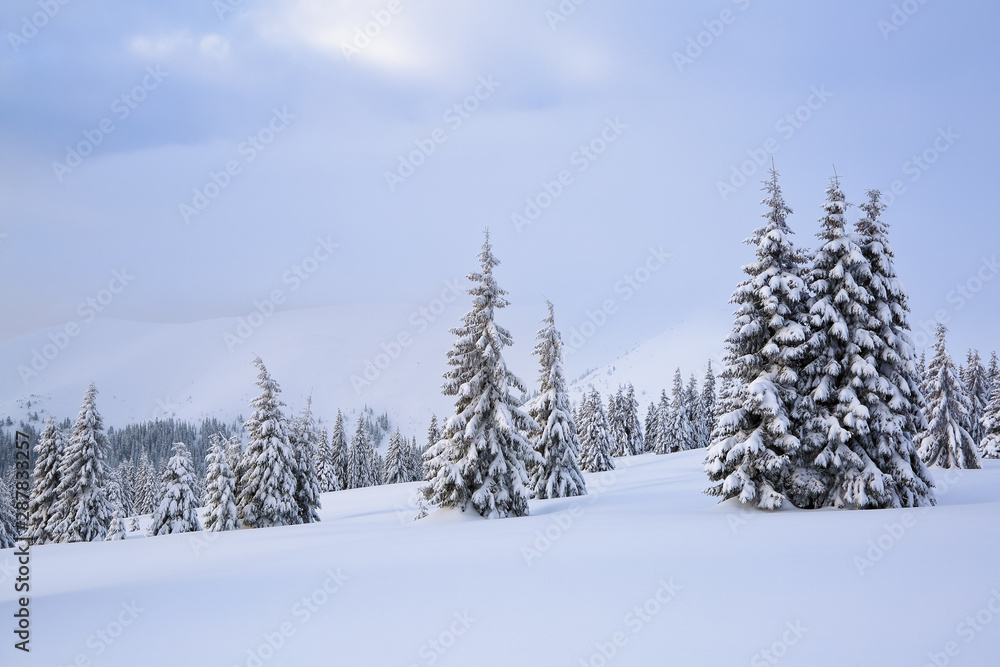Beautiful landscape on the cold winter morning. Lawn and forests. Location the Carpathian Mountains, Ukraine, Europe.