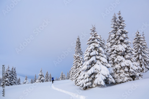 Winter landscape. On the road on the lawn the man stands and photographers the mountains and forest. Trees are standing poured with snowflakes. © Vitalii_Mamchuk