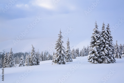 Beautiful landscape on the cold winter morning. Lawn and forests. Location the Carpathian Mountains, Ukraine, Europe. © Vitalii_Mamchuk