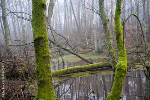 Fototapeta Naklejka Na Ścianę i Meble -  Drzewa porośnięte mchem nad bagnem