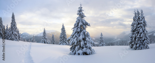 Winter landscape. Spectacular panorama is opened on mountains, trees covered with white snow, lawn and blue sky with clouds.