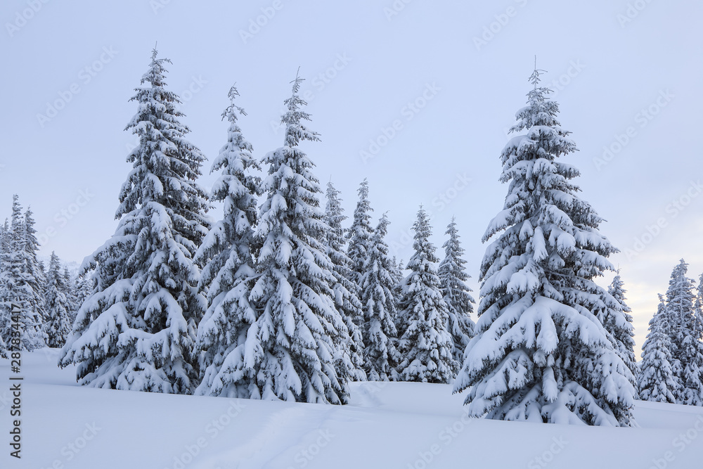 Beautiful landscape on the cold winter morning. Lawn and forests. Location the Carpathian Mountains, Ukraine, Europe.