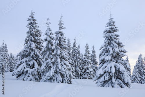 Beautiful landscape on the cold winter morning. Lawn and forests. Location the Carpathian Mountains  Ukraine  Europe.