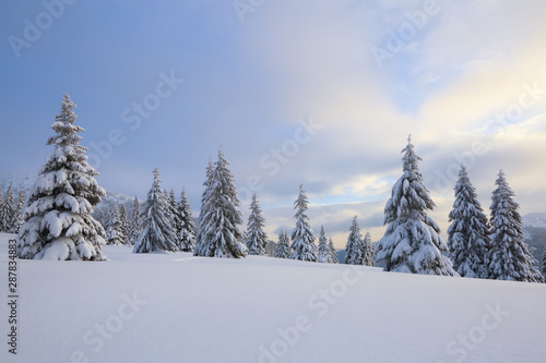 Beautiful landscape on the cold winter day. On the lawn covered with snow, the high mountains with snow white peaks, trees in the snowdrifts.