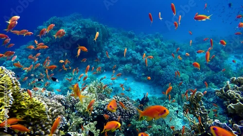 Wallpaper Mural Life in the ocean. Tropical fish and coral reefs. Beautiful corals.  Torontodigital.ca