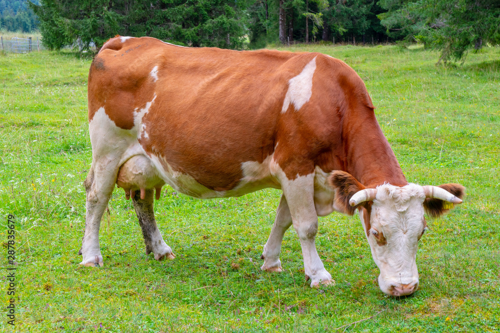 Kuh auf der Weide bei Krün