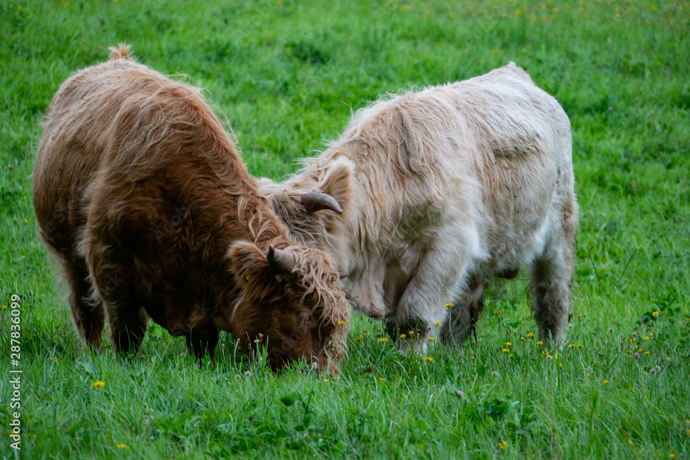 Fototapeta premium scottish cow on the grass in Sweden