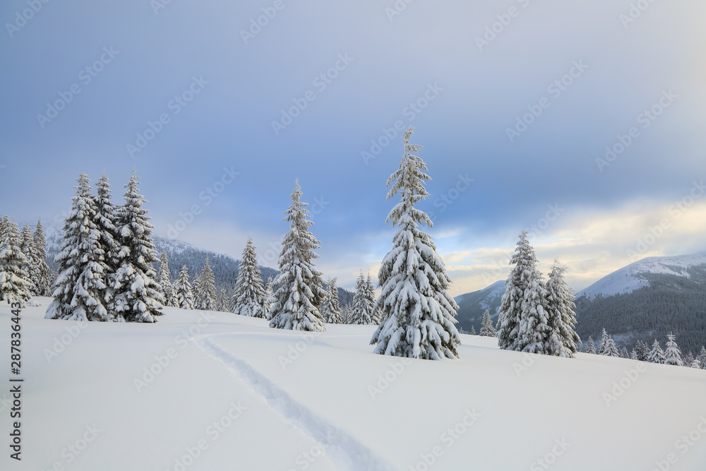 Beautiful landscape on the cold winter day. On the lawn covered with snow there is a trodden path leading to the high mountains with snow white peaks, trees in the snowdrifts.