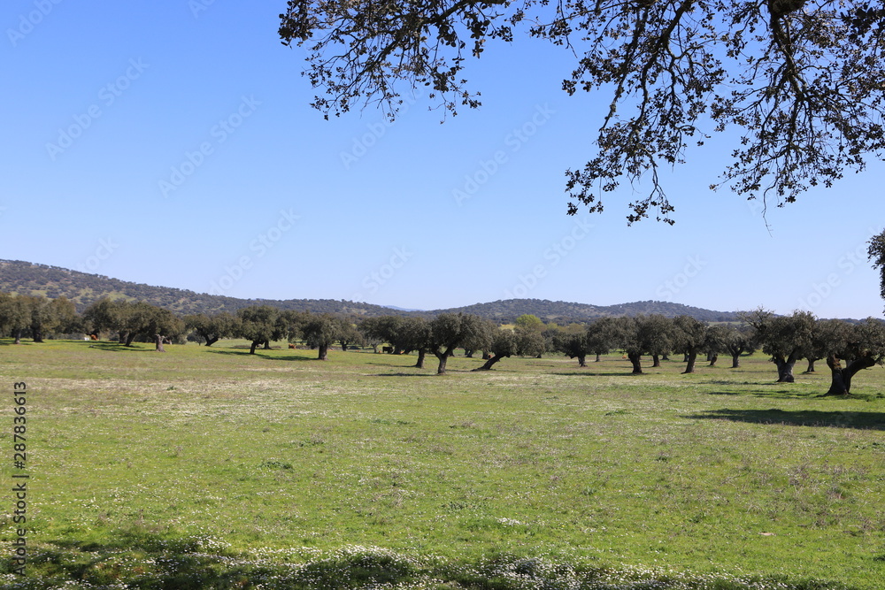 Fototapeta premium Campo