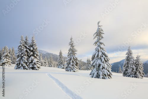 Winter landscape with fair trees, mountains and the lawn covered by snow with the foot path.
