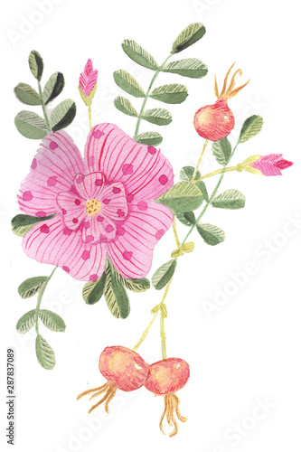 Beautiful pink flowers of wild rose, stylized in a speck and stripes, as well as its fruits. Watercolor illustration