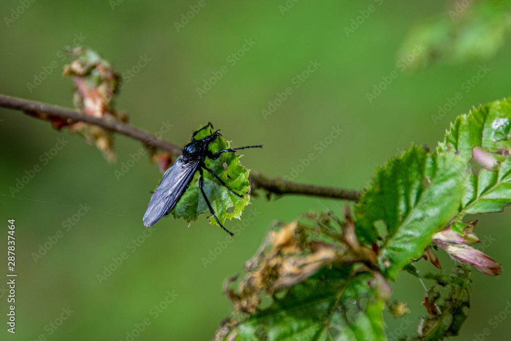 Large black fly insect on tree leaf Large black fly insect on tree leaf