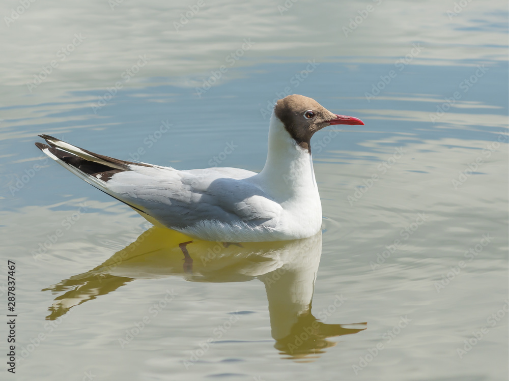 A seagull swims across the clear water of a lake