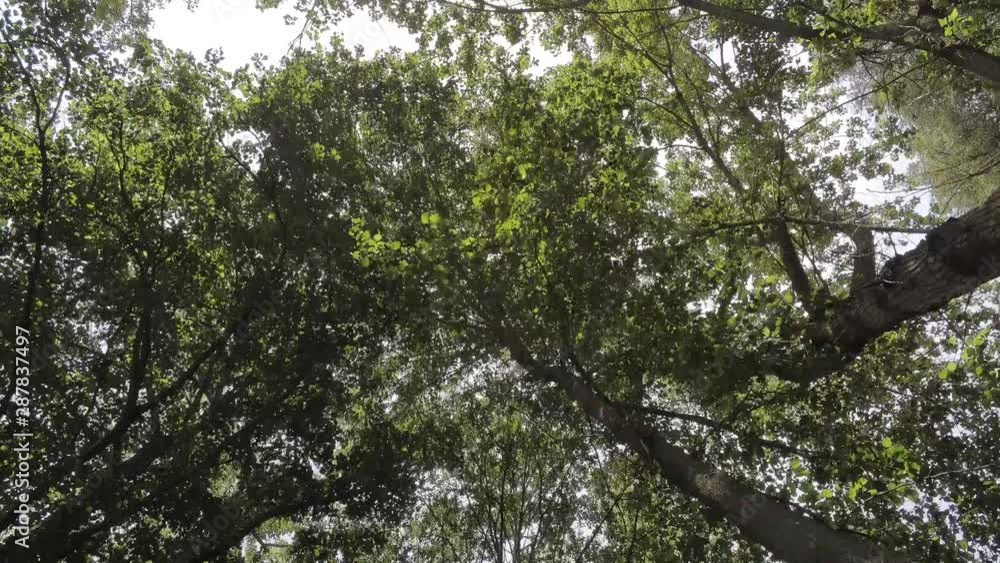 Aerial video of a natural environment with trees and river. Concept of living well. healthy. nature climate change Aerial video of a natural environment with trees and river. Concept of living well. healthy. nature climate change