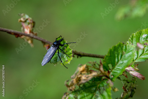 Large black fly insect on tree leaf © Anders93