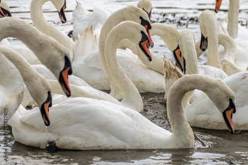 Mute swans (cygnus olor) on the River Crouch at South Woodham Ferrers, Essex, UK