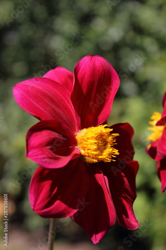 dahlia coccinea