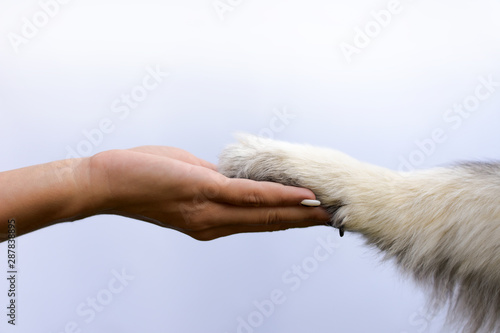  animal paw in human hand © Valeriy Volkonskiy
