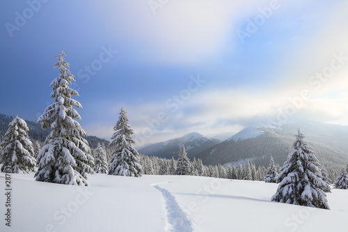 Winter landscape with fair trees, mountains and the lawn covered by snow with the foot path. © Vitalii_Mamchuk